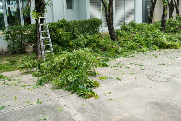 Best Stump Grinding and Removal  in Temple, TX