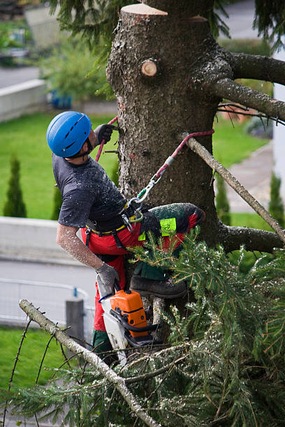 How Our Tree Care Process Works  in  Temple, TX