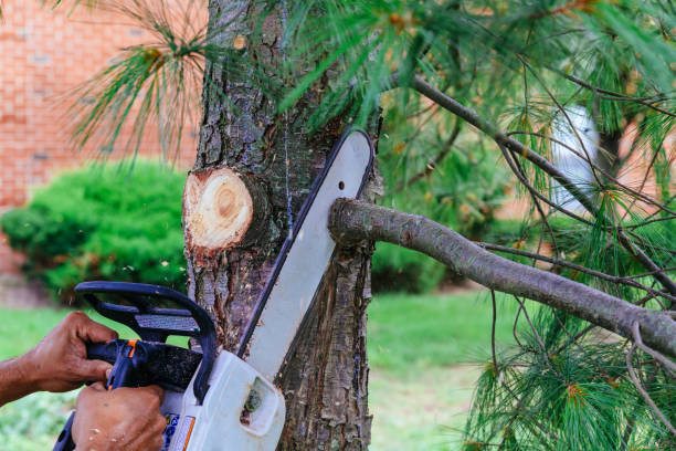 Reliable Temple, TX Tree Care  Solutions